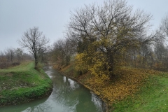 Giornata dell'Albero 2021 al bosco di Carpaneda